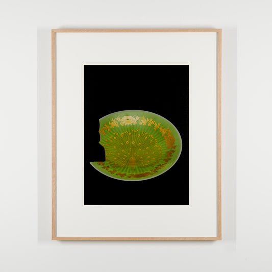 Decorative plate with gold underglaze peacock design