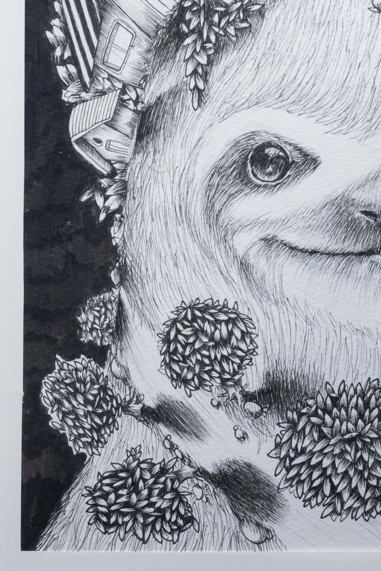 Racoon Forest