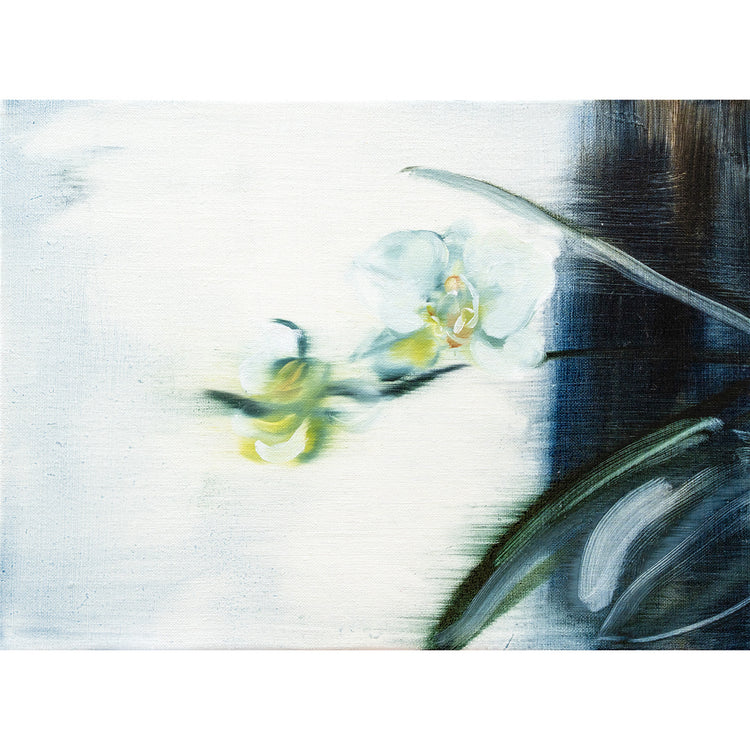 Phalaenopsis