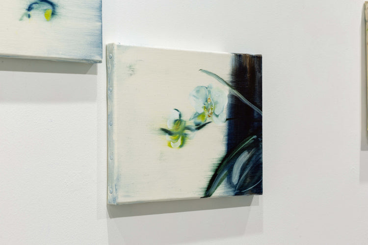 Phalaenopsis