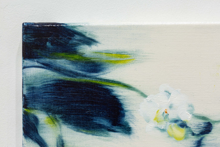 Phalaenopsis
