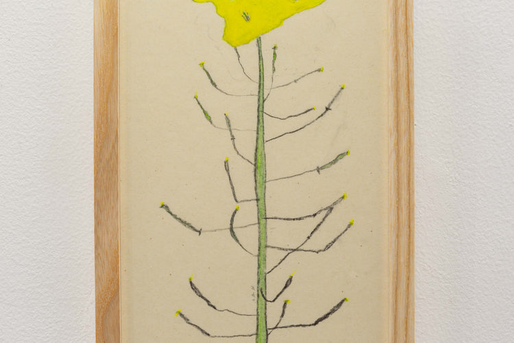 菜の花