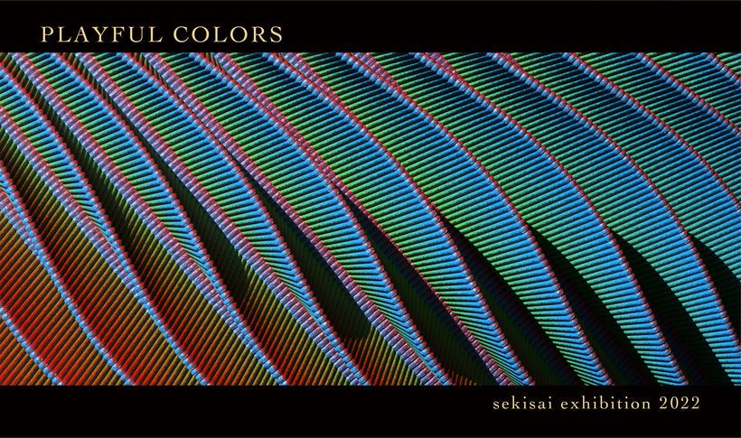 Sekisai Solo Exhibition