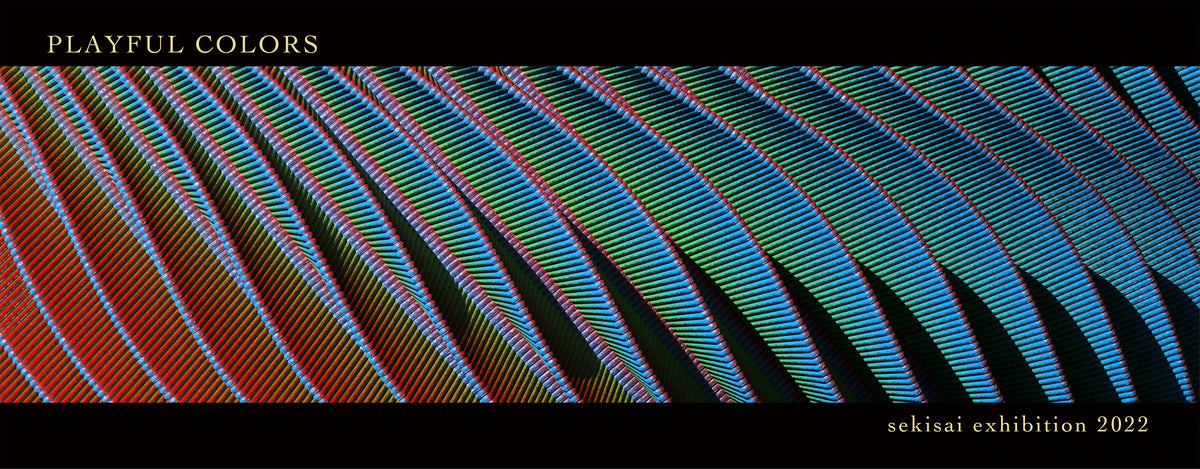 テクスチャーアート フジ Fujiyoshi Brother's | King of Blue Tortoise 45.5×53cm Acrylic