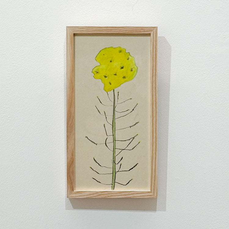 菜の花