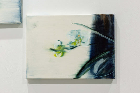 Phalaenopsis