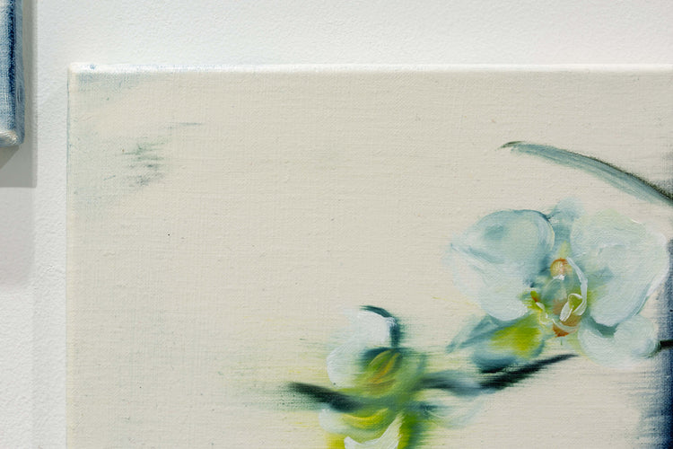 Phalaenopsis