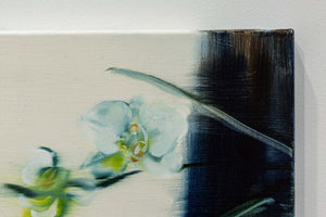 Phalaenopsis