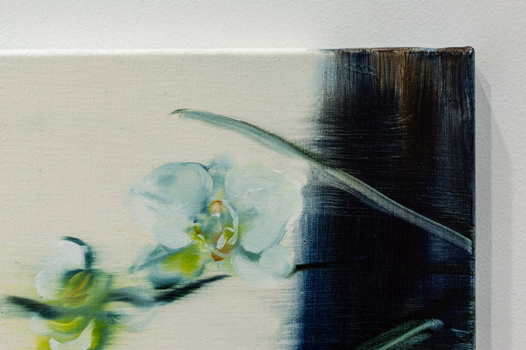 Phalaenopsis