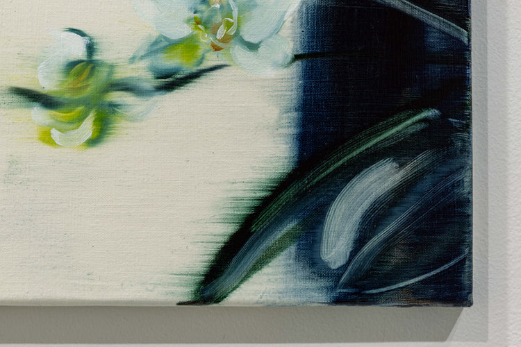 Phalaenopsis