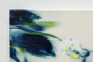 Phalaenopsis