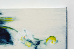 Phalaenopsis