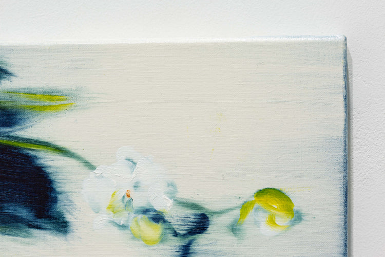 Phalaenopsis