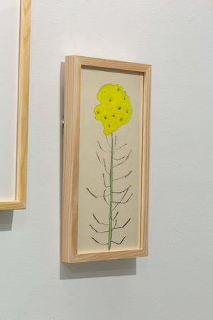 菜の花