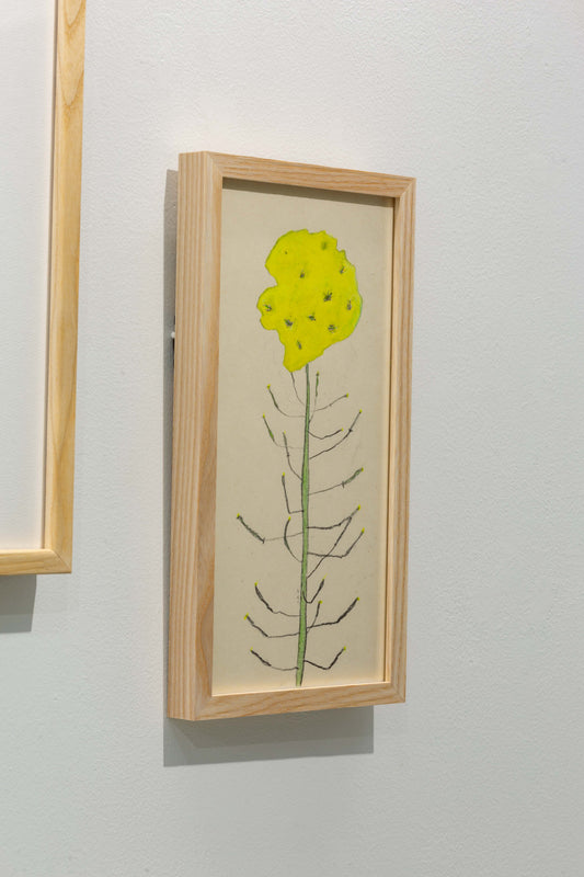 菜の花