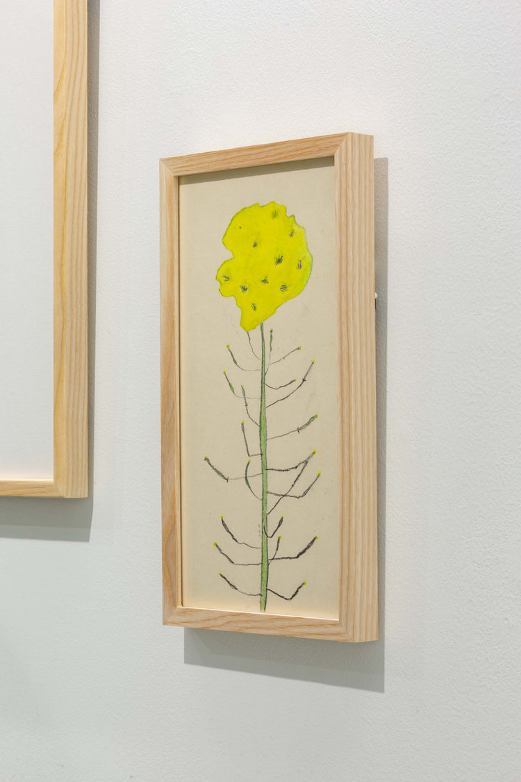 菜の花