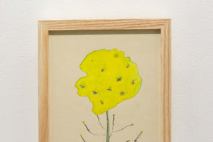 菜の花