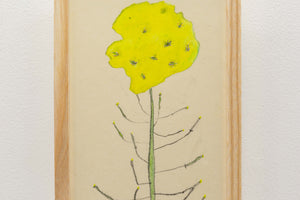 菜の花