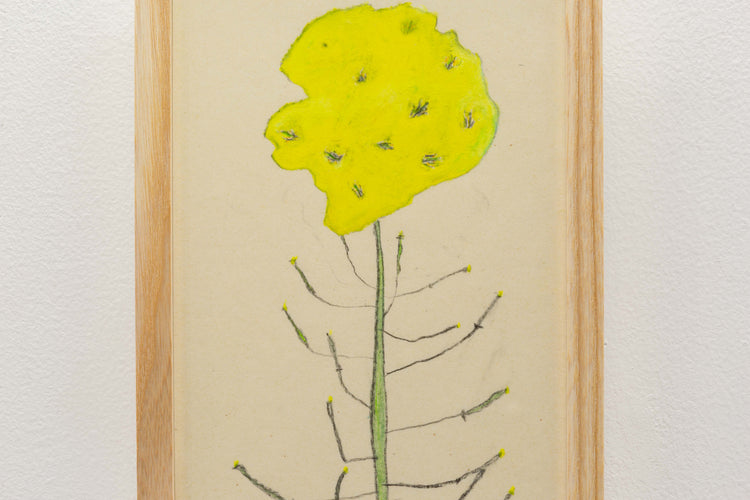 菜の花