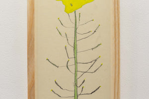 菜の花